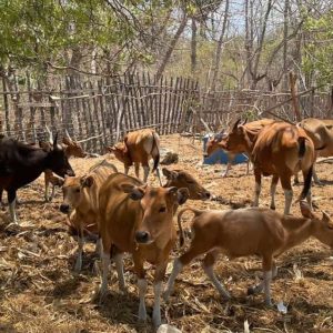 Andalkan Sektor Peternakan untuk Capai Swasembada Pangan di Sulsel