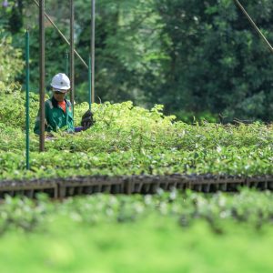 PT Vale Indonesia Raih Penghargaan Asia Sustainability Reporting Awards karena Komitmen Transparansi dan Keberlanjutan