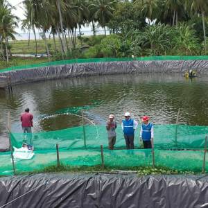 Berkat Listrik Hijau PLN, Tambak Udang di Mamuju Hemat Biaya Operasional 70%