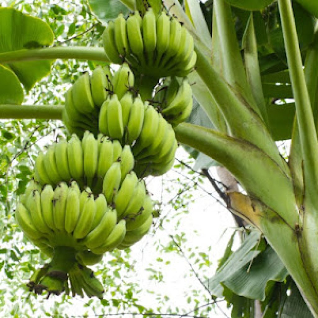 OJK Sebut Penyaluran KUR untuk Budidaya Pisang Cavendish Capai Rp7,24 M