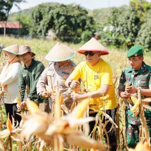 Dukung Program Swasembada Pangan, Wabup Barru Panen Raya Jagung