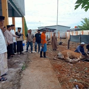 Mentan Andi Amran Sulaiman Kurban 62 Sapi untuk Yatim Piatu dan Masyarakat Kurang Mampu