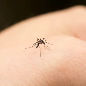 Bekas Gigitan Nyamuk Bikin Risih? Hilangkan dengan 7 Cara Alami Ini