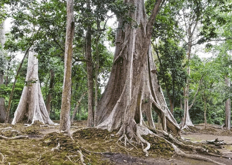 Pohon Kundu