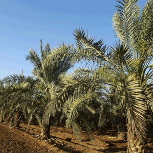 Kebun Kurma Pasuruan: Wisata Unik Bernuansa Timur Tengah