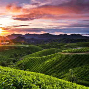 17 Wisata Malino Gowa: Surga Tersembunyi Sulawesi Selatan