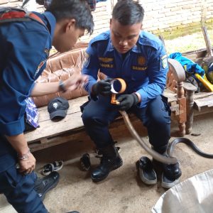 Tim Damkar Maros Evakuasi King Kobra 2 Meter dari Kamar Warga