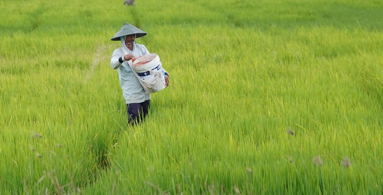 Kementerian Pertanian Tingkatkan Tata Kelola Pupuk 2026: Fokus pada Perencanaan untuk Optimalisasi Sistem Distribusi