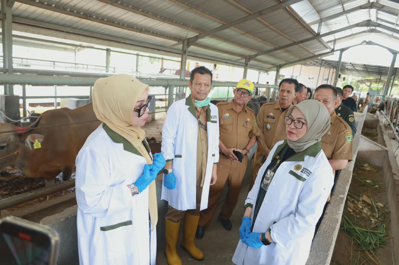 Bupati Barru Tinjau Karantina Garongkong, 117 Sapi Siap Dikirim ke Kalimantan