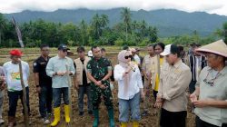 Barru Kembangkan Penangkaran Bibit Jagung JJ UH 01, Perkuat Kemandirian Benih Petani