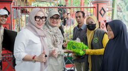 Barru Kembangkan Penangkaran Bibit Jagung JJ UH 01, Perkuat Kemandirian Benih Petani