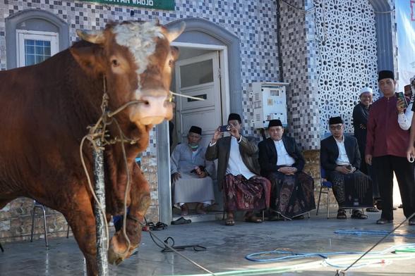 Pemkot Makassar Salurkan Ribuan Hewan Kurban, Wali Kota Pastikan Distribusi Adil