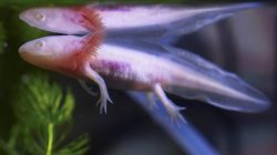 Ironi Piala Dunia 2026: Axolotl, Maskot yang Nyaris Punah, Hiasi Meksiko