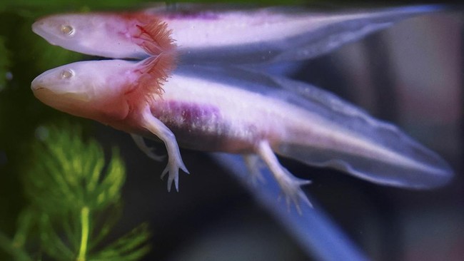 Ironi Piala Dunia 2026: Axolotl, Maskot yang Nyaris Punah, Hiasi Meksiko