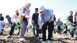 Pemkab Barru dan Unhas Tanam Perdana Jagung JJUH, Siapkan Barru Jadi Sentra Benih Unggul