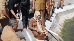 Dukung Ketahanan Pangan, 10 Ribu Benih Nila Monoseks Ditebar di Kolam Kantor Bupati Sidrap