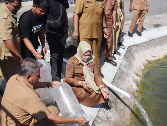 Dukung Ketahanan Pangan, 10 Ribu Benih Nila Monoseks Ditebar di Kolam Kantor Bupati Sidrap