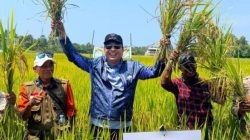 Panen perdana di Pengkajoang, Bupati Luwu Utara targetkan peningkatan ketahanan pangan