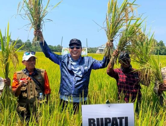 Panen perdana di Pengkajoang, Bupati Luwu Utara targetkan peningkatan ketahanan pangan
