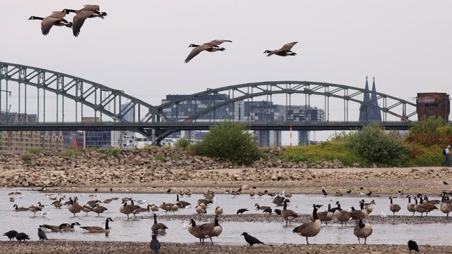 Rhine Mengering: Gelombang Panas Eropa Picu Rekor Surut, Ancam Ekonomi Vital