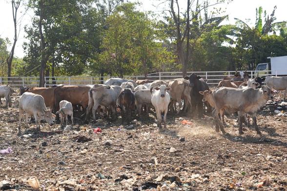 Pemkot Makassar Genjot Pembenahan TPA Tamangapa, Cegah Hewan Ternak Konsumsi Sampah Berbahaya